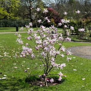 Magnolio Stellata (Chico) – Vivero Chillan | Árboles y Plantas Ornamentales