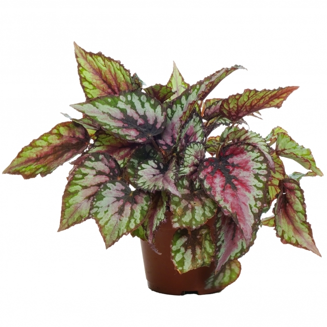 Begonia Rex – Vivero Chillan | Árboles y Plantas Ornamentales