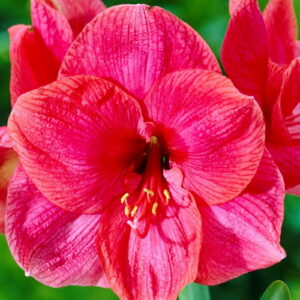 Amaryllis – Vivero Chillan | Árboles y Plantas Ornamentales