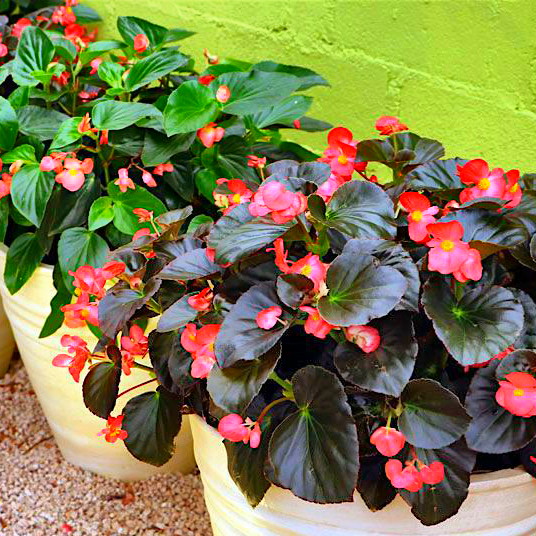 Porcelana (Begonia) – Vivero Chillan | Árboles y Plantas Ornamentales
