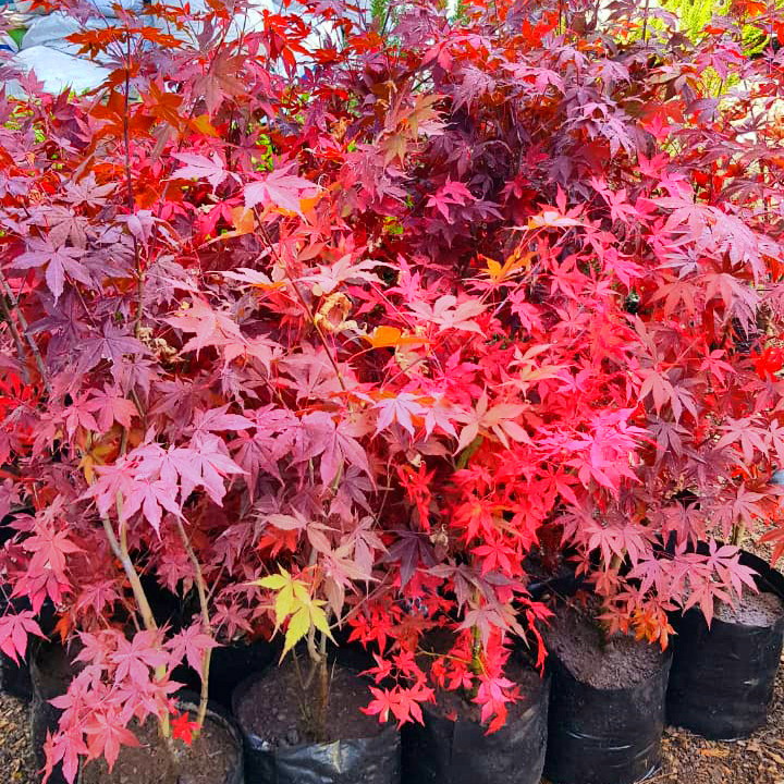 baños ligero principalmente Acer Palmatum Atropurpurea Rojo (Mediano) – Vivero Chillan | Árboles y  Plantas Ornamentales