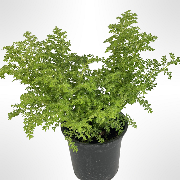 plantas de arroz png