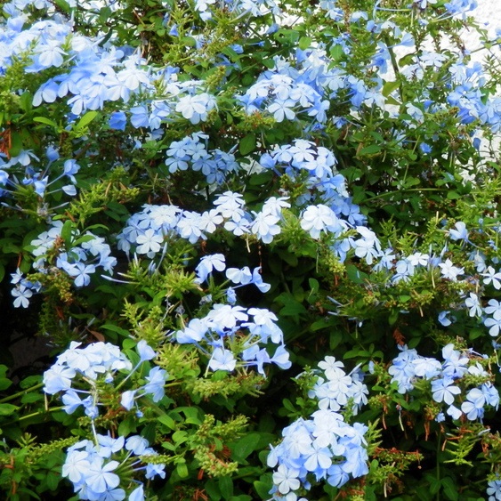 Plumbago (Jazmín Celeste) – Vivero Chillan | Árboles y Plantas Ornamentales