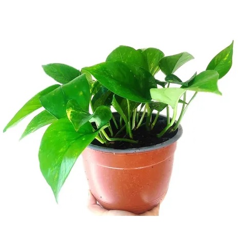 Scindapsus (Potus) – Vivero Chillan | Árboles y Plantas Ornamentales