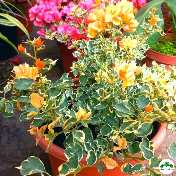 Buganvilla variegada – Vivero Chillan | Árboles y Plantas Ornamentales